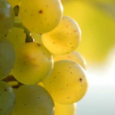 Silvaner Traube 4